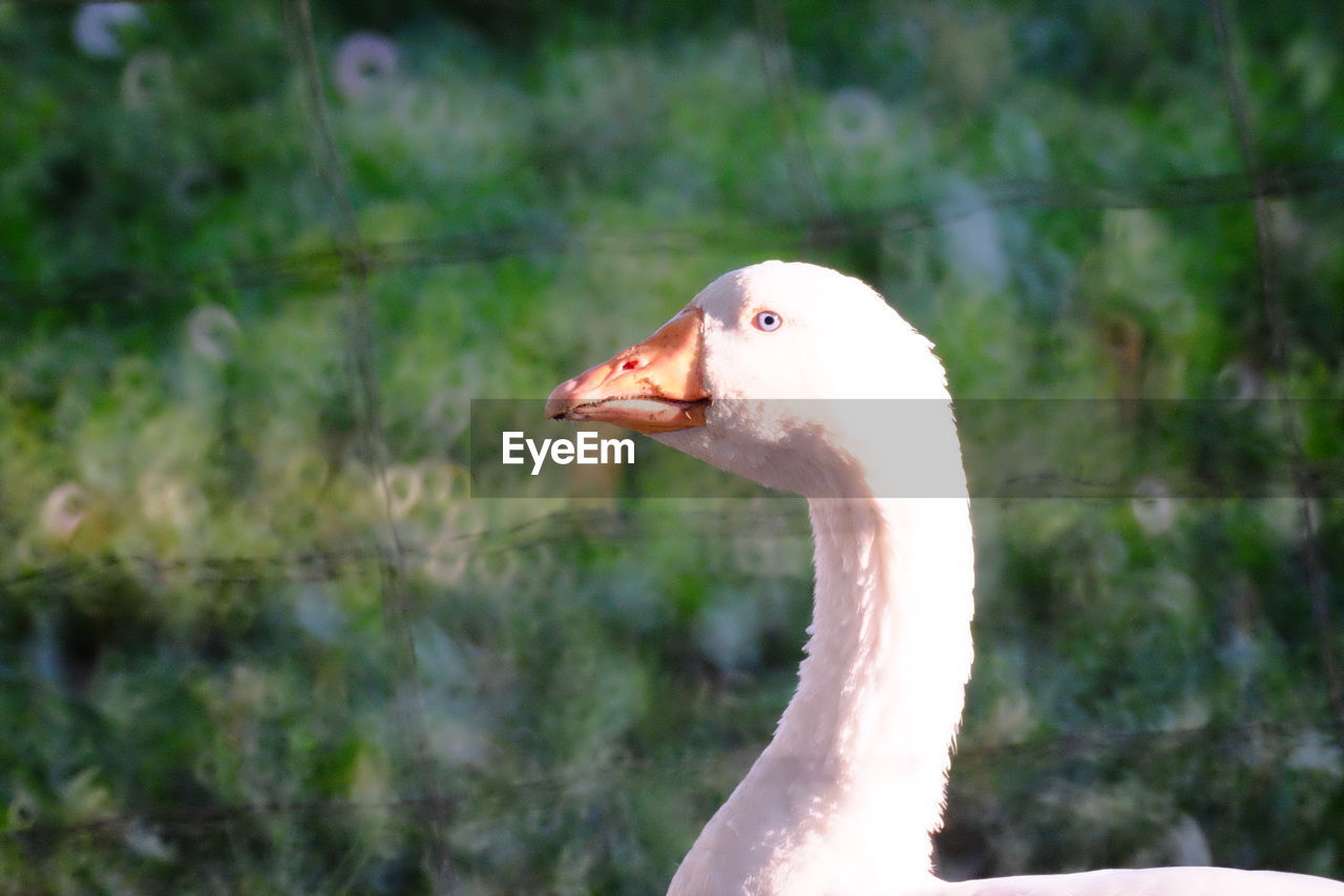 Close-up of goose