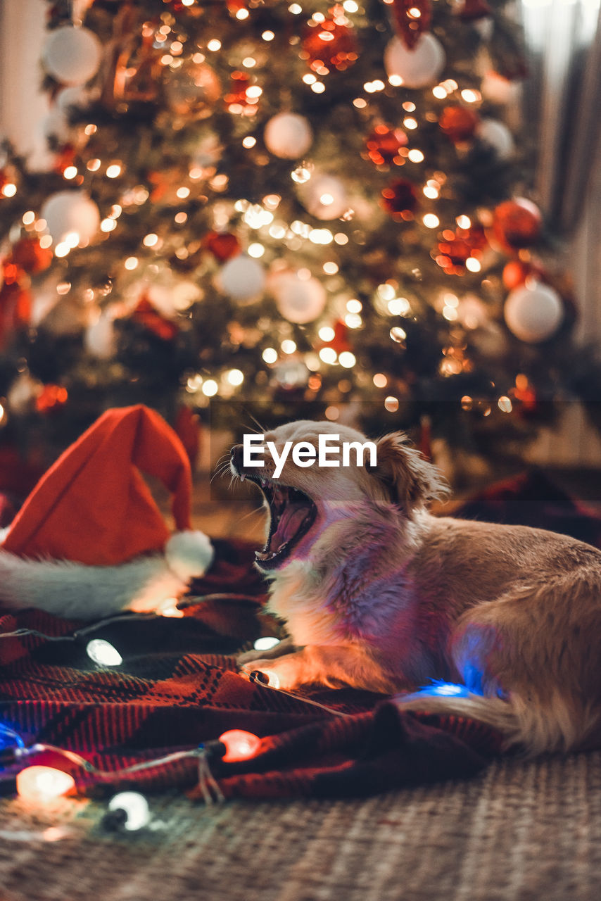 Dog yawning in front of illuminated christmas tree