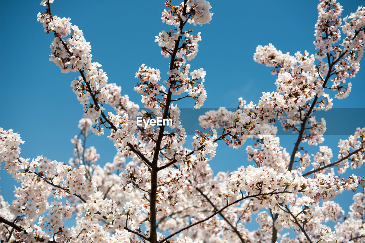 Low angle view of blooming tree against sky