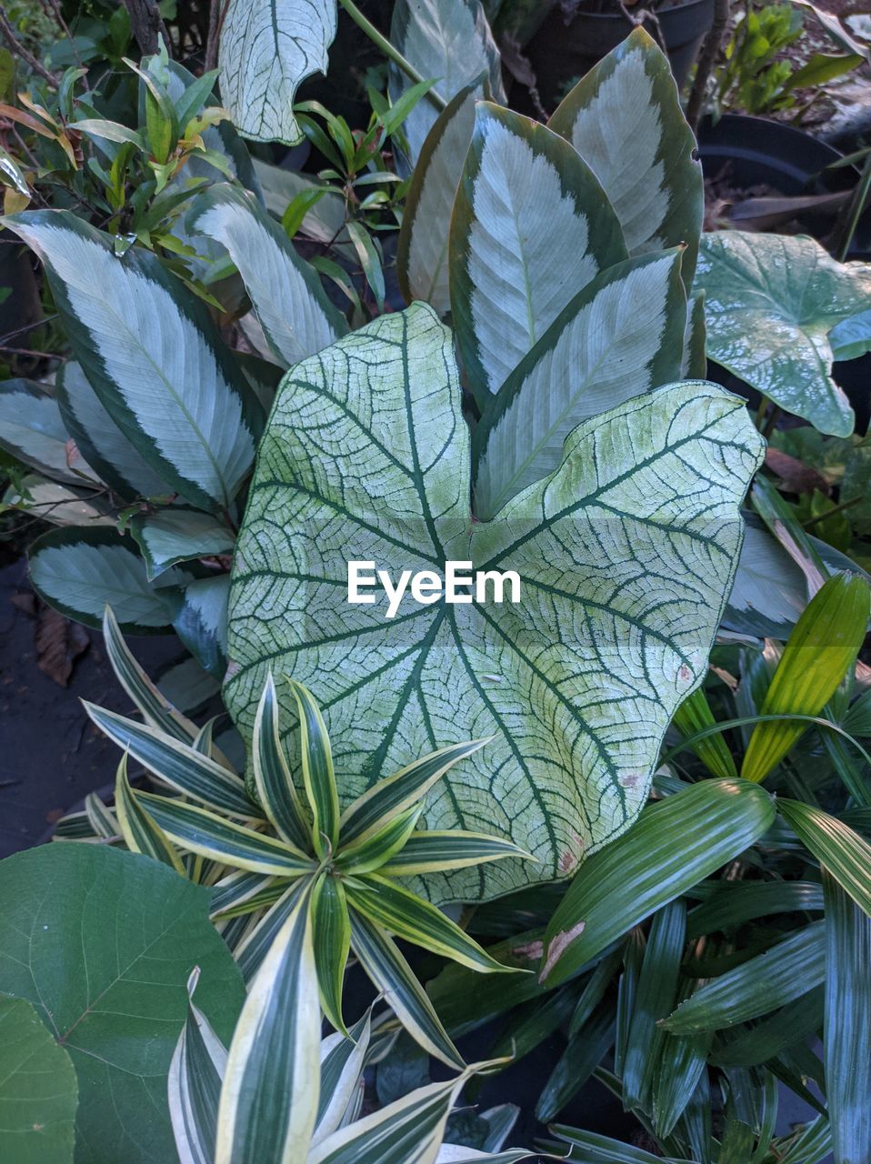 leaf, plant part, plant, growth, green, nature, flower, no people, beauty in nature, tree, food and drink, food, close-up, outdoors, day, garden, high angle view, leaf vein, land, freshness, agriculture, botany, field