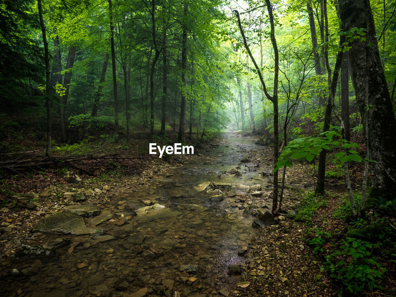 Stream flowing amidst trees in forest