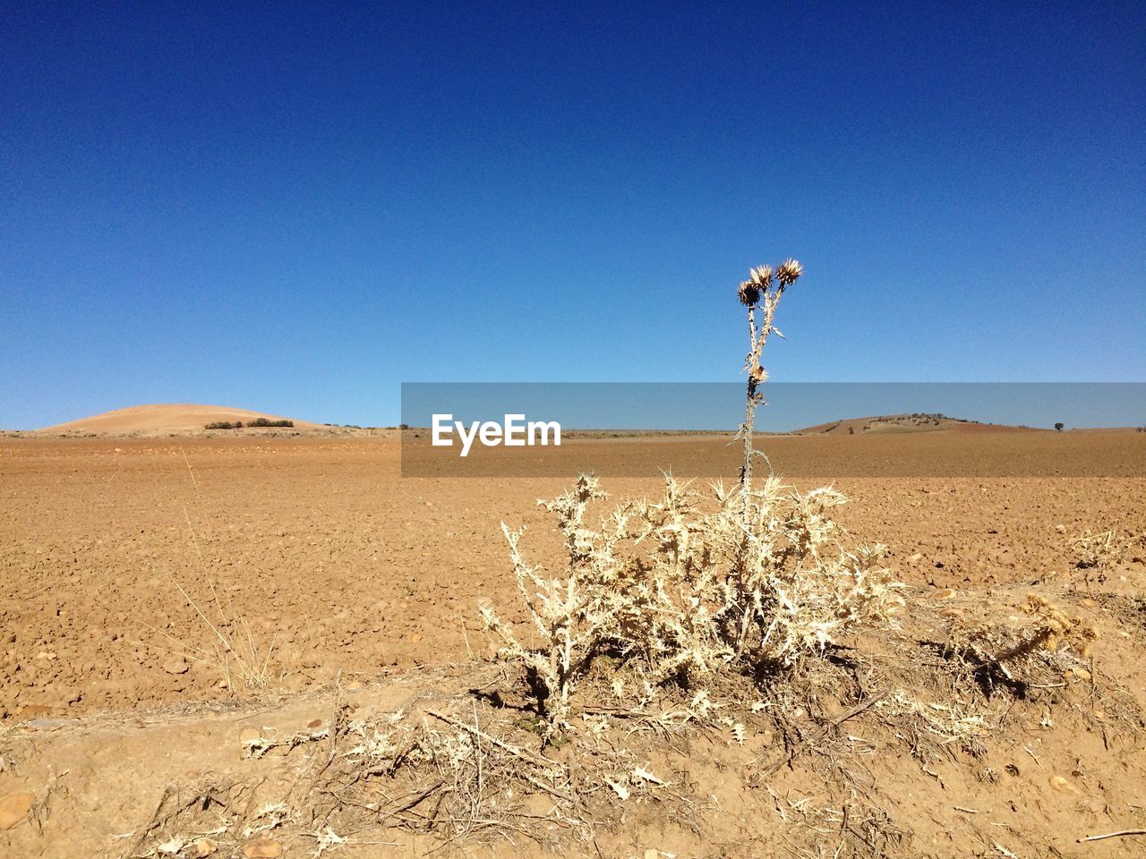 SCENIC VIEW OF FARM AGAINST CLEAR BLUE SKY