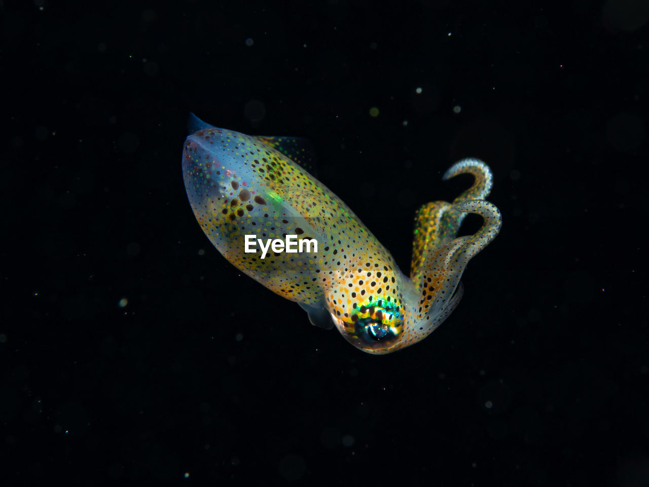 Sepioteuthis sepioidea, a juvenile caribbean reef squid