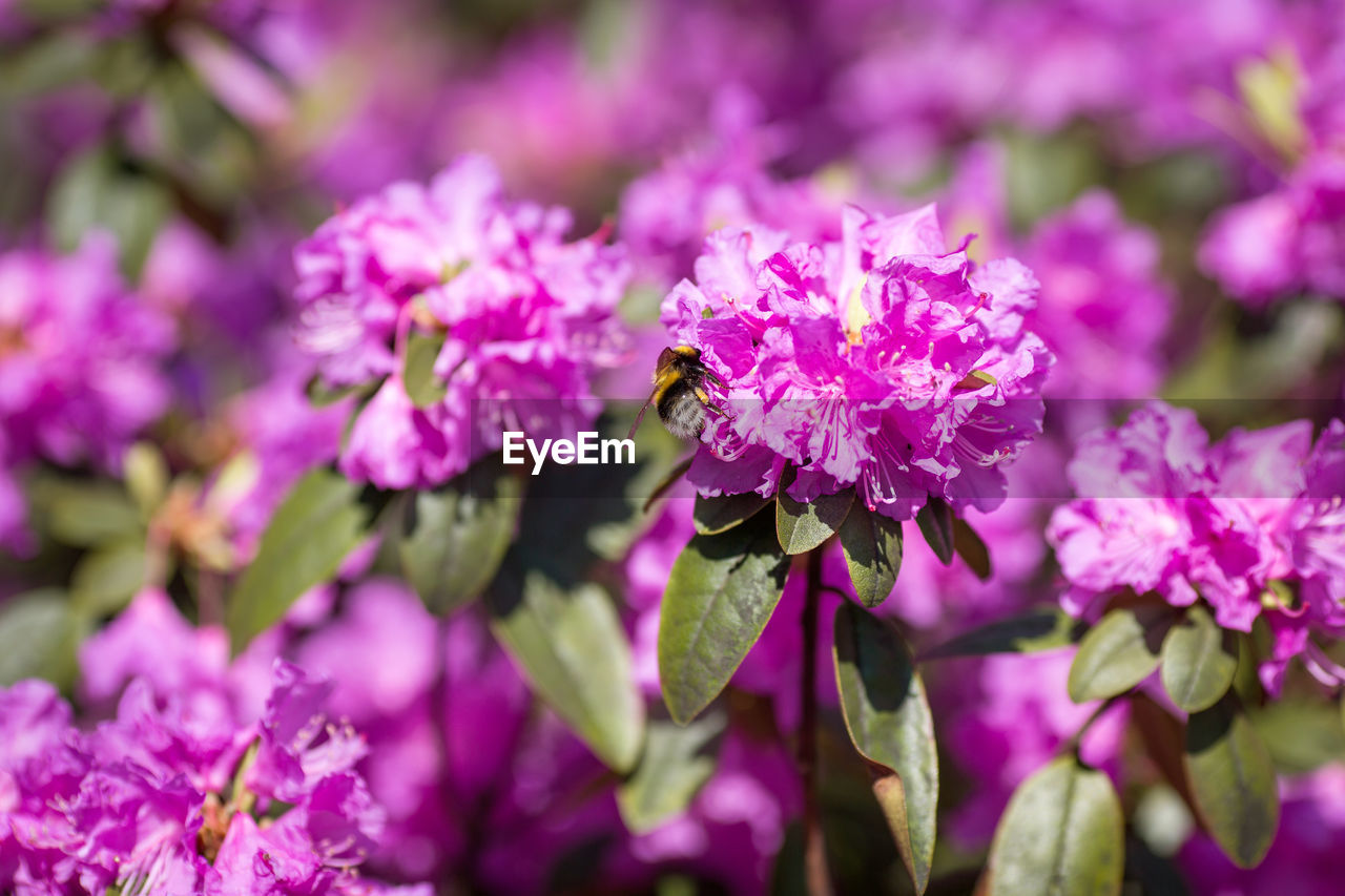 CLOSE-UP OF BEE ON PURPLE FLOWERS