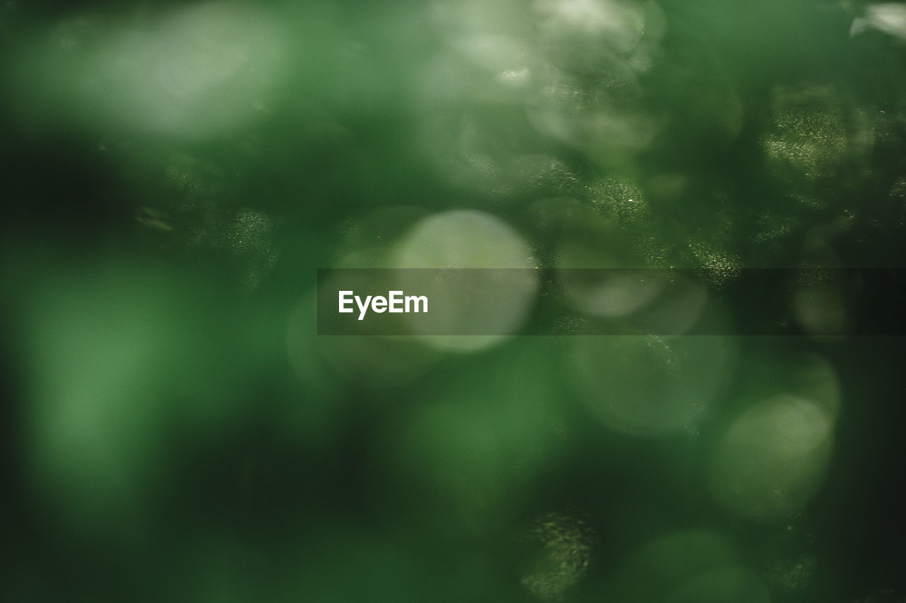 Bokeh background abstract green circles from natural forests.