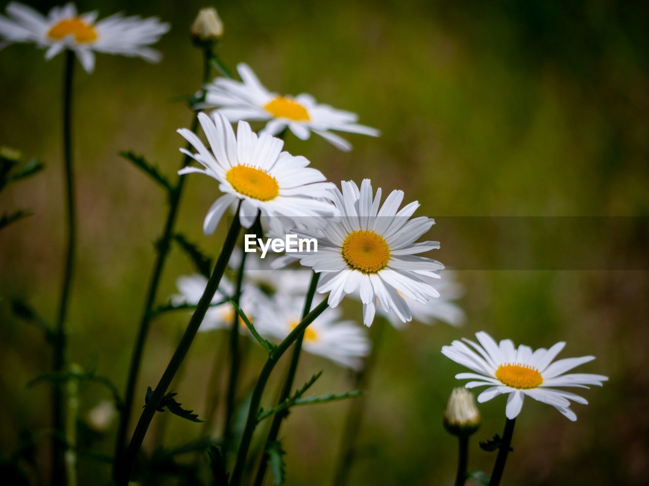 CLOSE-UP OF WHITE DAISY FLOWER