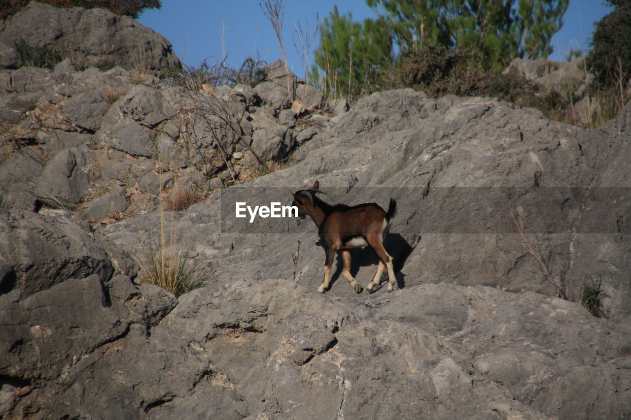 Goat walking on rock