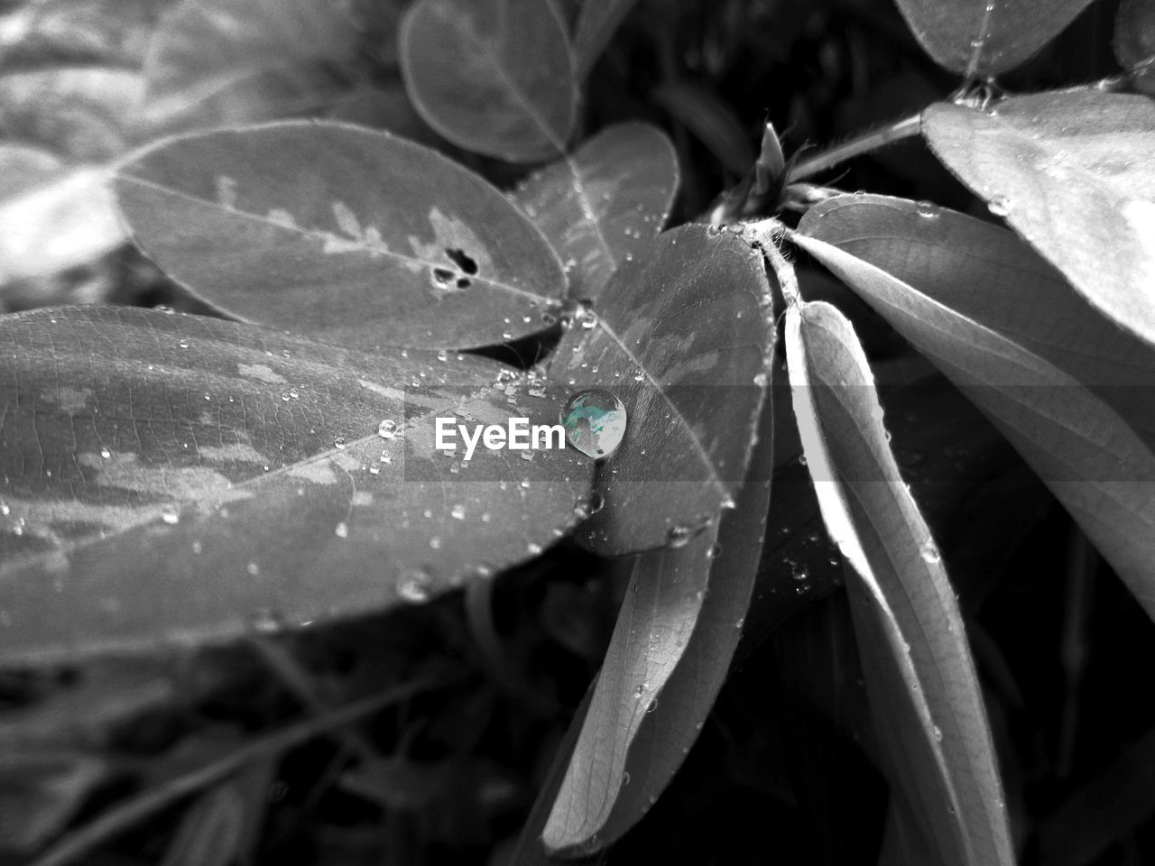 CLOSE-UP OF WET LEAVES