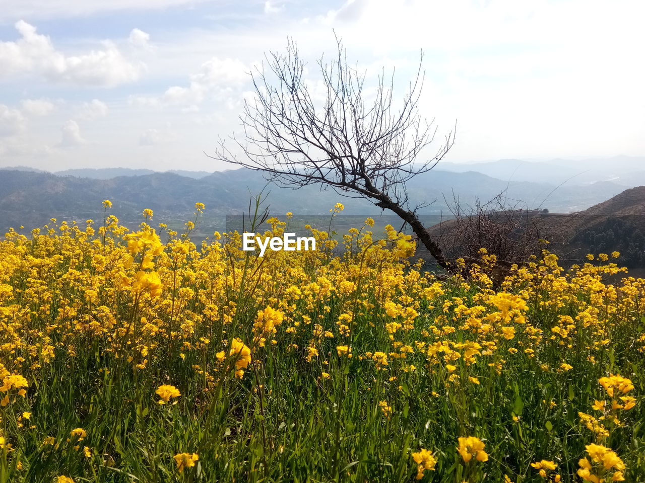 VIEW OF YELLOW FLOWERING PLANTS ON FIELD AGAINST SKY