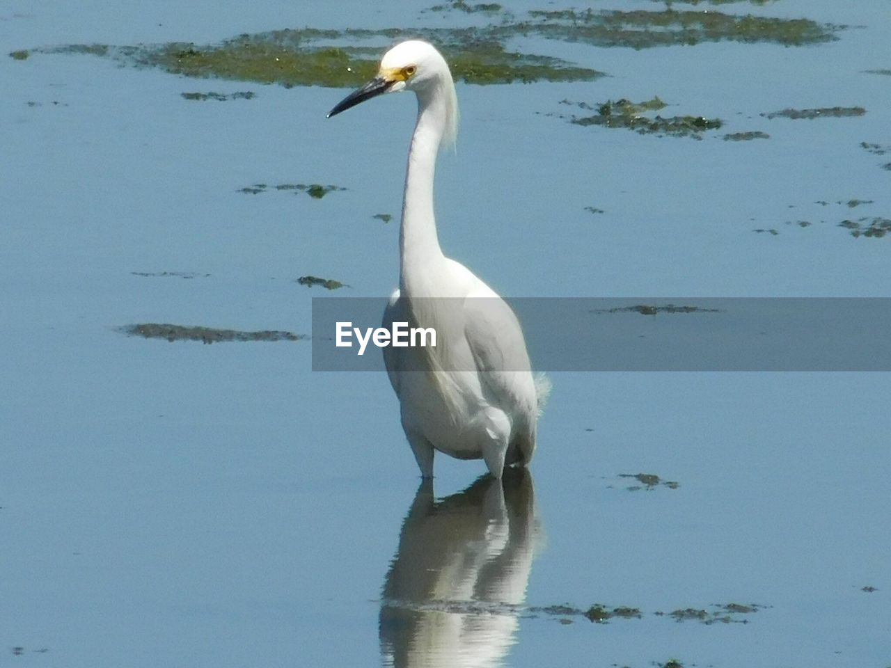 WHITE SWAN IN LAKE