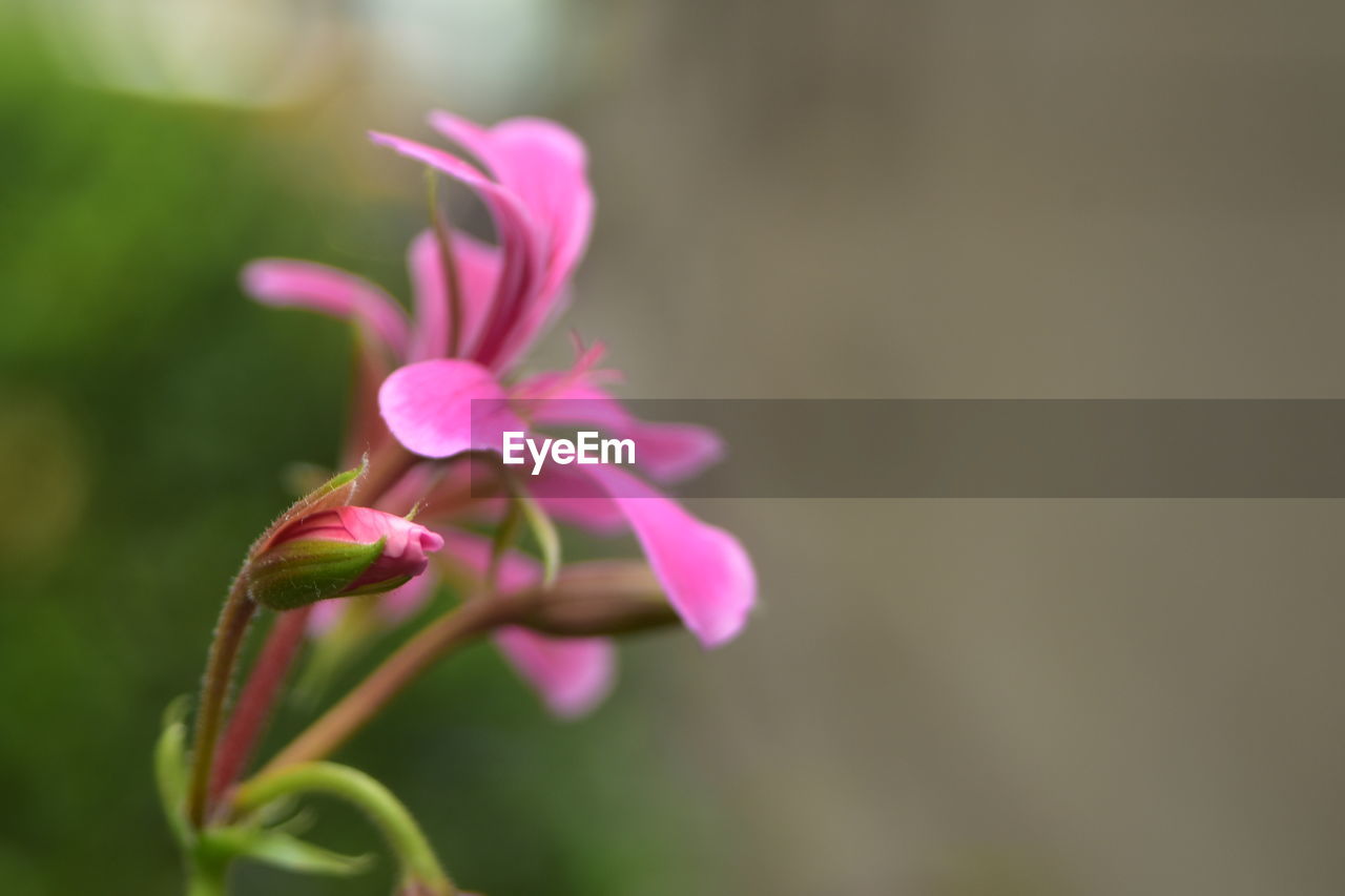 Close-up of pink flower blooming outdoors