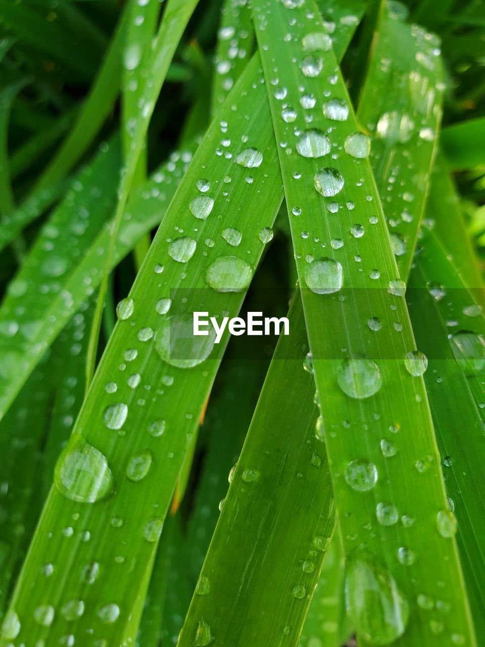 Wet grass after rain