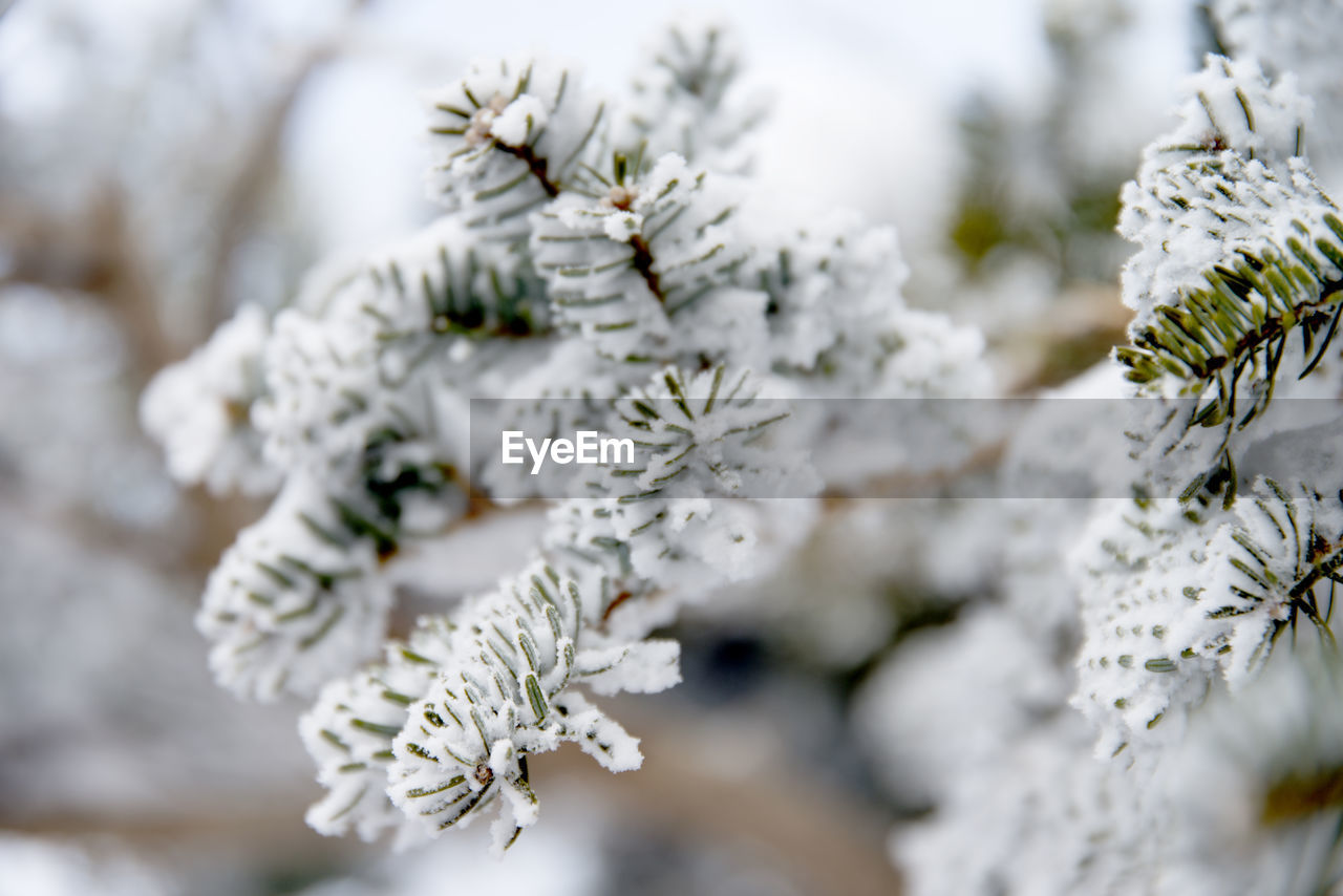 Close-up of snow on tree during winter