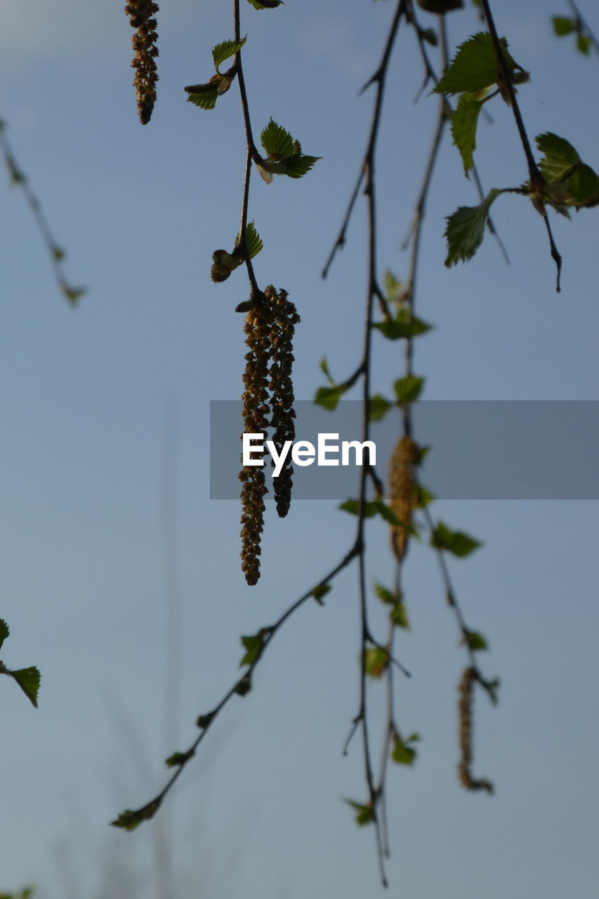 Close-up of flowering plant against sky