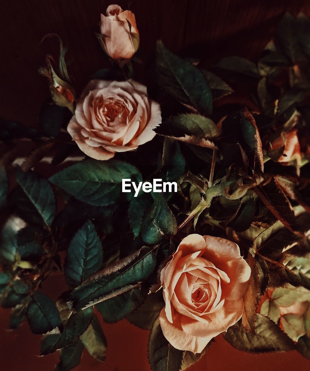 CLOSE-UP OF ROSES