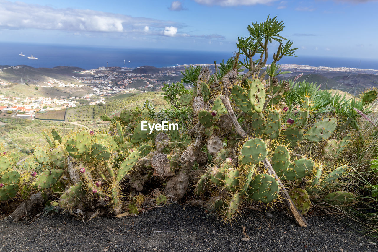 PLANTS GROWING ON SEA SHORE