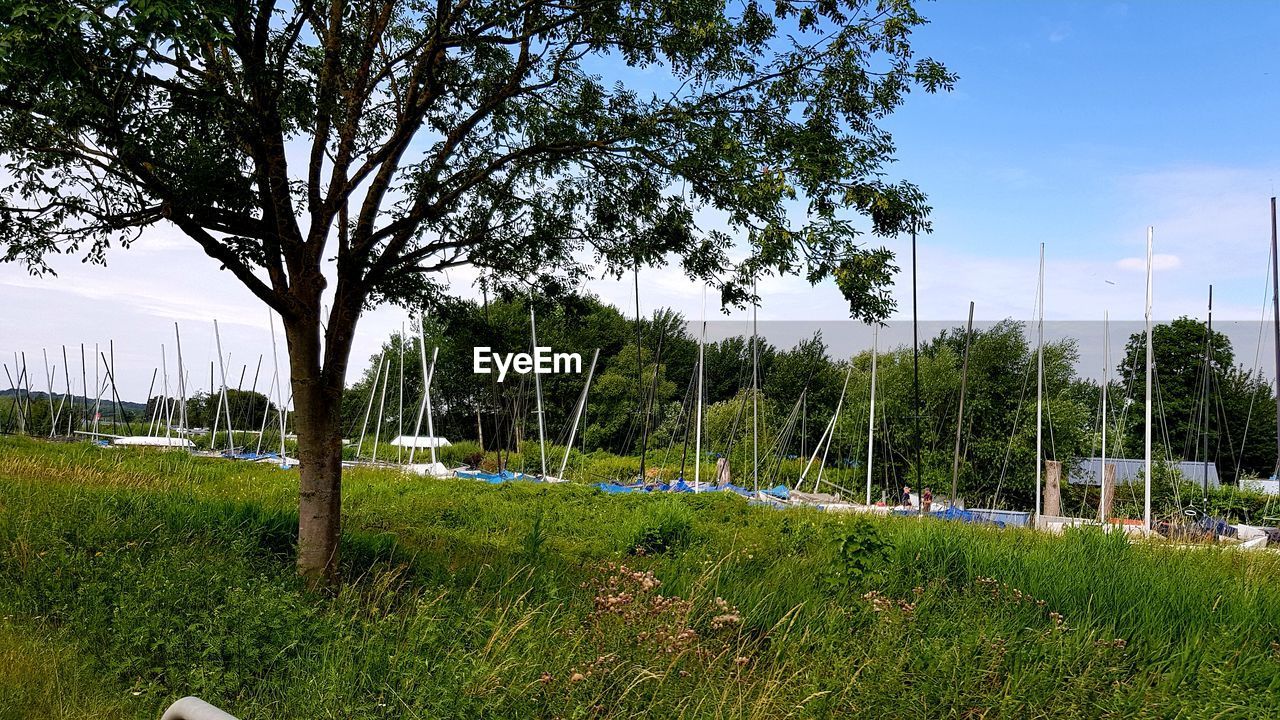 TREES GROWING ON FIELD