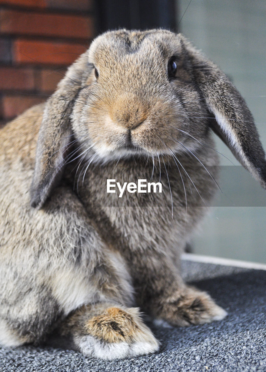 Bunny on top of its cage looking at the camera