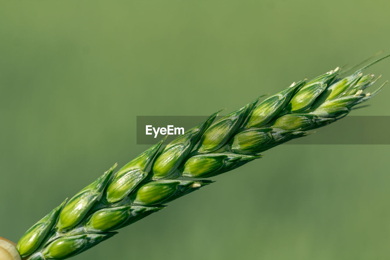 plant, food, crop, green, cereal plant, close-up, grass, agriculture, nature, growth, plant stem, focus on foreground, no people, hordeum, einkorn wheat, food and drink, cereal, beauty in nature, field, wheat, flower, triticale, freshness, food grain, leaf, barley, outdoors