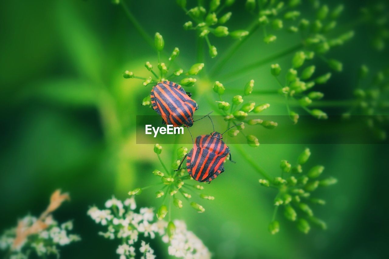 CLOSE-UP OF BUTTERFLY ON PLANT LEAF