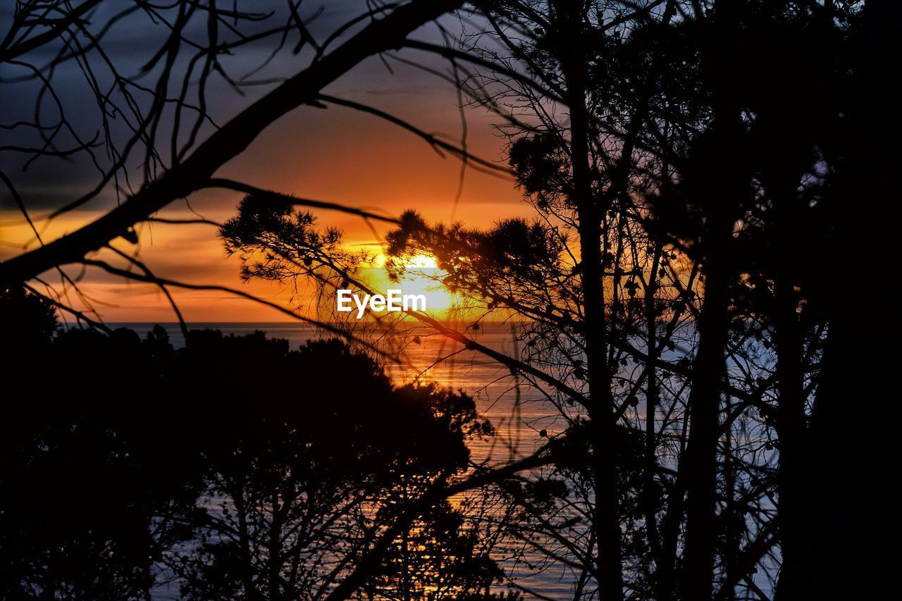 Silhouette of trees at sunset