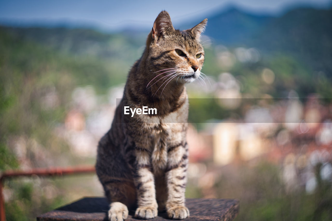 Close-up of a cat looking away