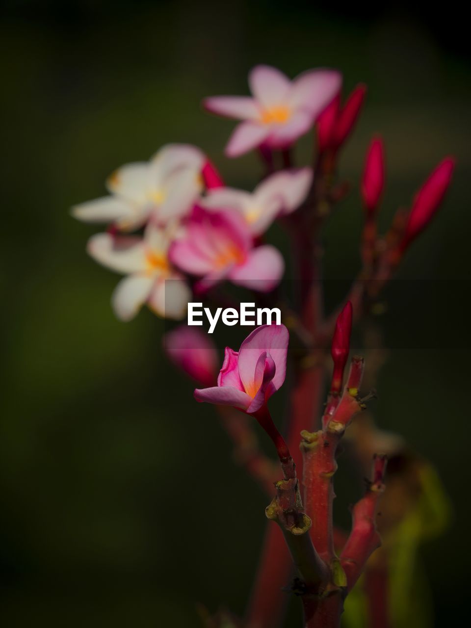 Close-up of pink frangipani blooming on tree