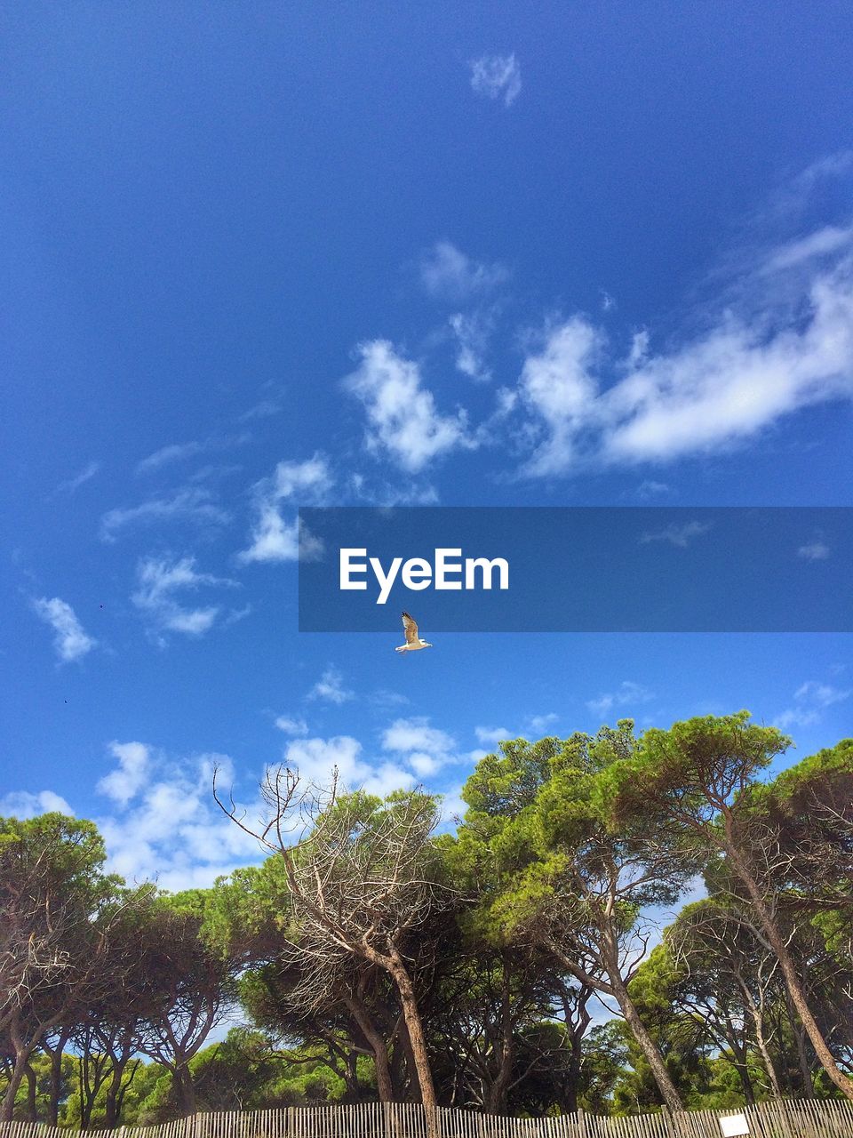 LOW ANGLE VIEW OF TREES AGAINST SKY