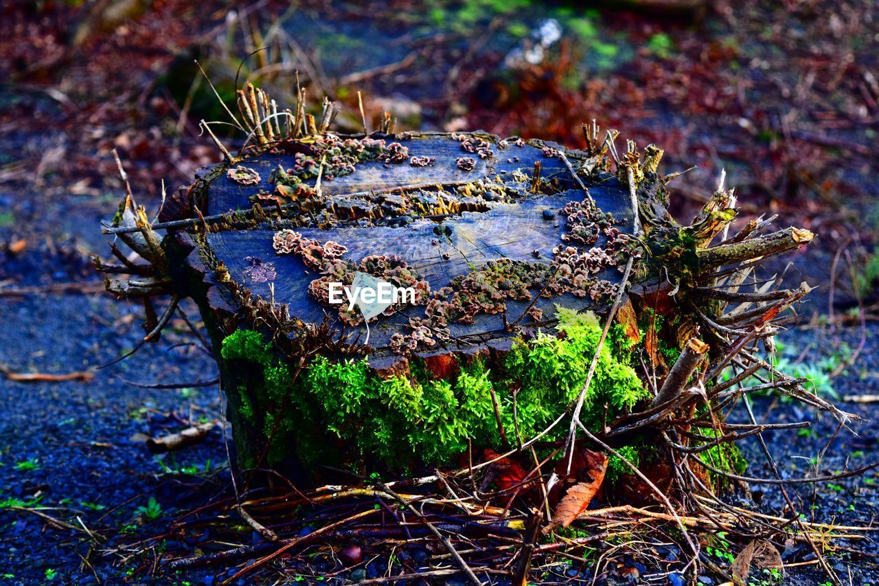 CLOSE-UP OF PLANTS