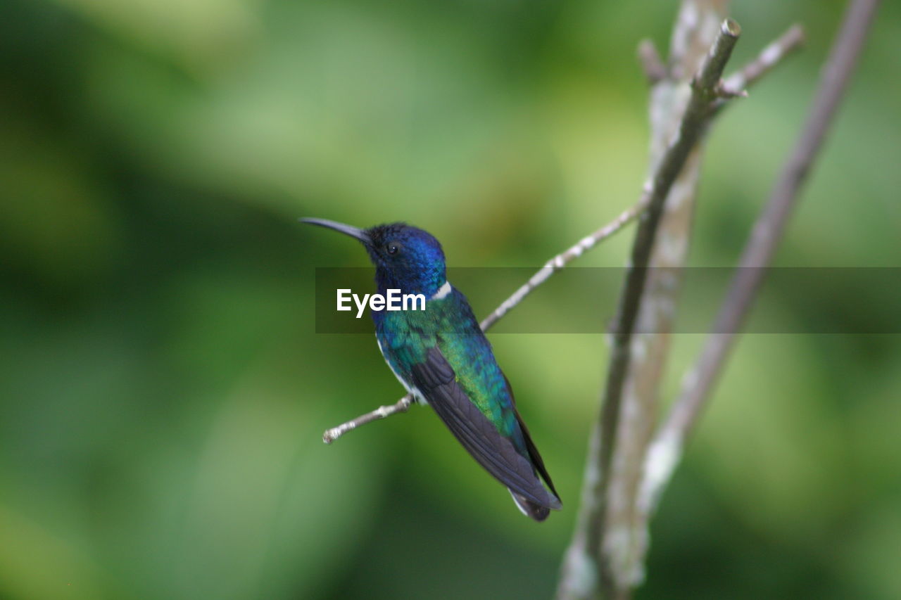 CLOSE-UP OF HUMMINGBIRD PERCHING ON LEAF