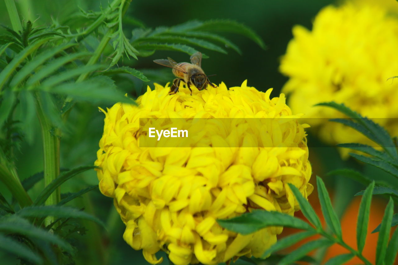 CLOSE-UP OF HONEY BEE POLLINATING FLOWER