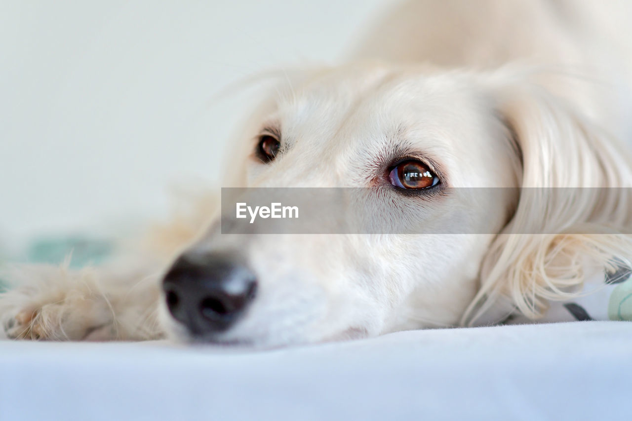 pet, dog, canine, one animal, domestic animals, mammal, animal themes, animal, puppy, portrait, close-up, relaxation, lying down, retriever, white, cute, animal body part, golden retriever, indoors, no people, looking at camera, selective focus, animal head, looking