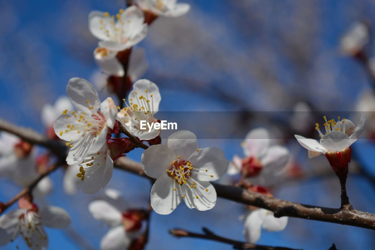 CLOSE-UP OF WHITE FLOWERS