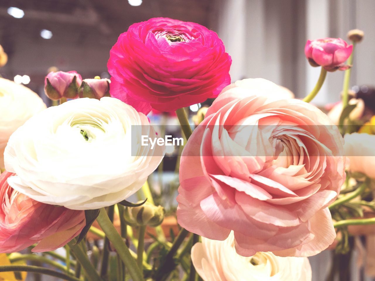 Close-up of peonies in vase