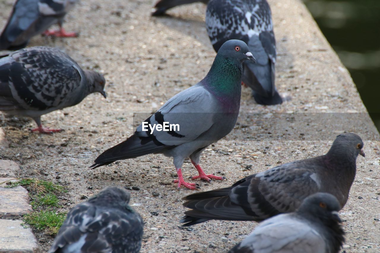 CLOSE-UP OF PIGEONS IN THE GROUND