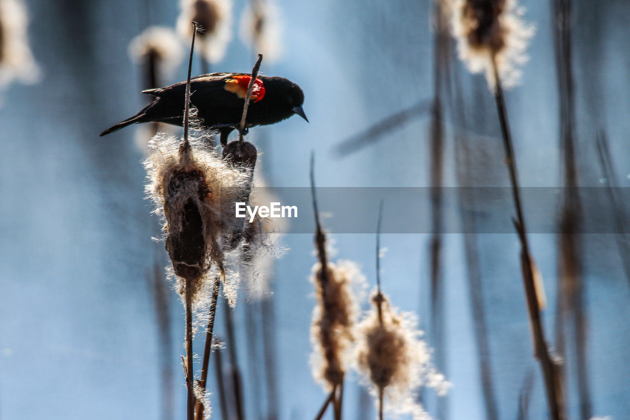 winter, nature, plant, focus on foreground, bird, no people, macro photography, insect, close-up, flower, animal, day, beauty in nature, outdoors, animal wildlife, sky, animal themes, spring, wildlife, dry, branch, plant stem