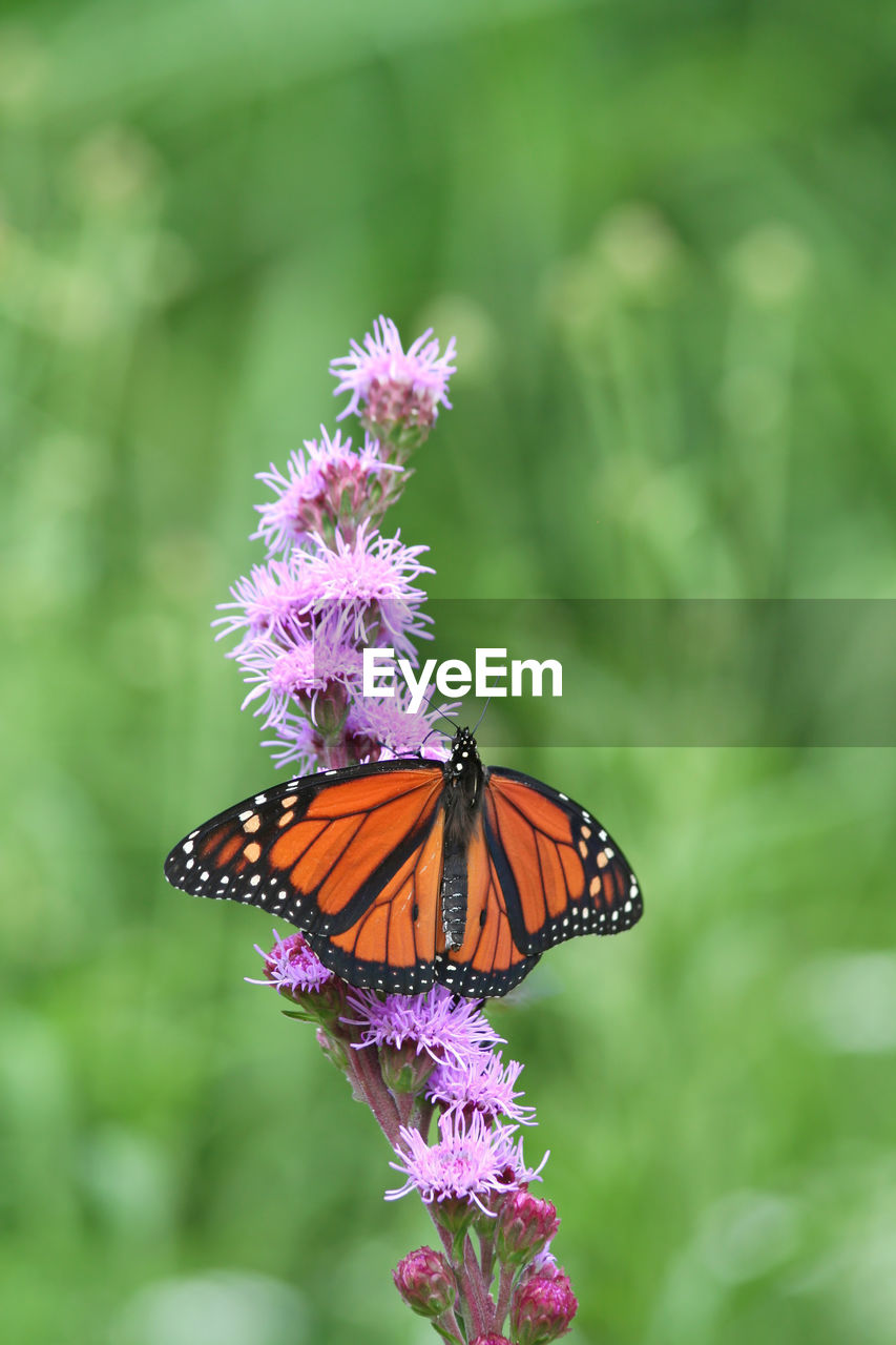 CLOSE-UP OF BUTTERFLY POLLINATING FLOWER