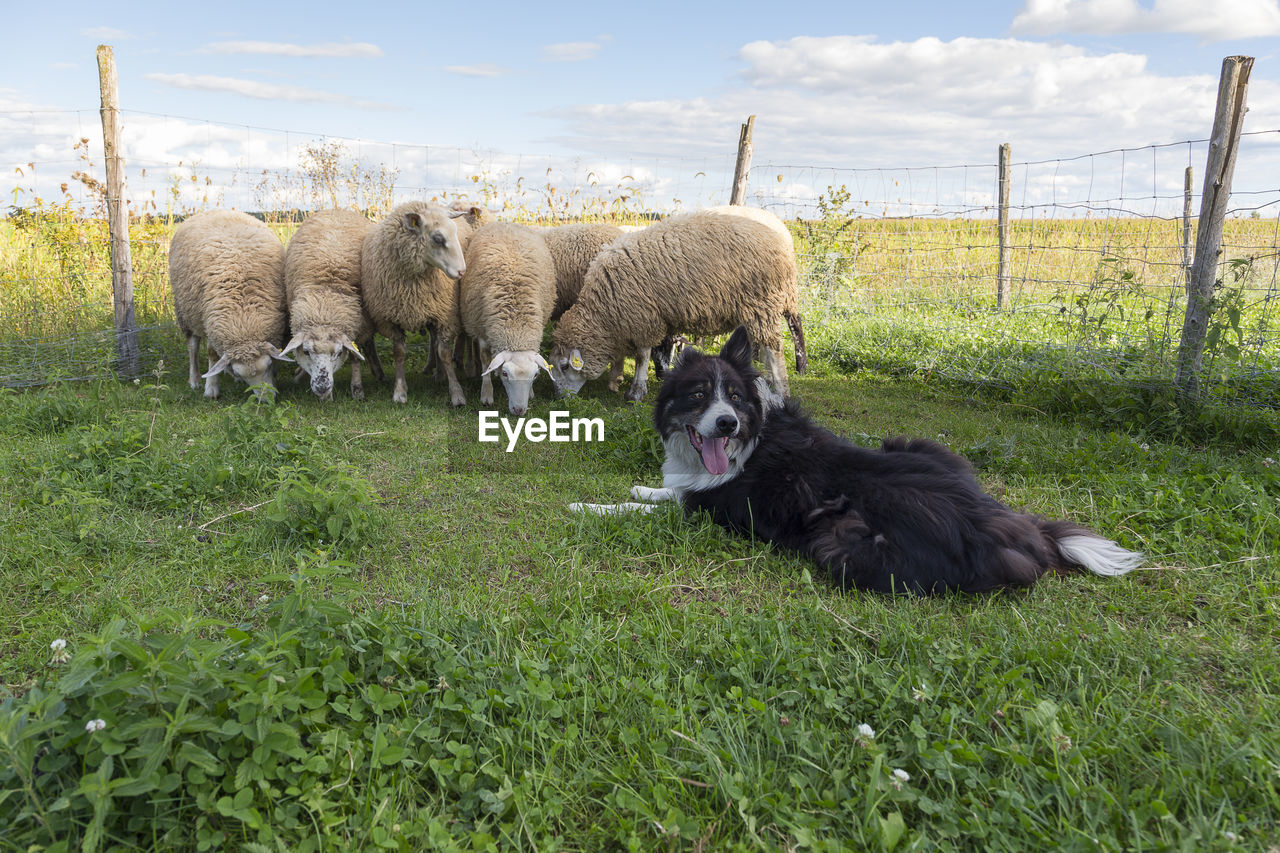 Border collie looks back with tongue hanging out while sheep huddle next to a fence in farm field