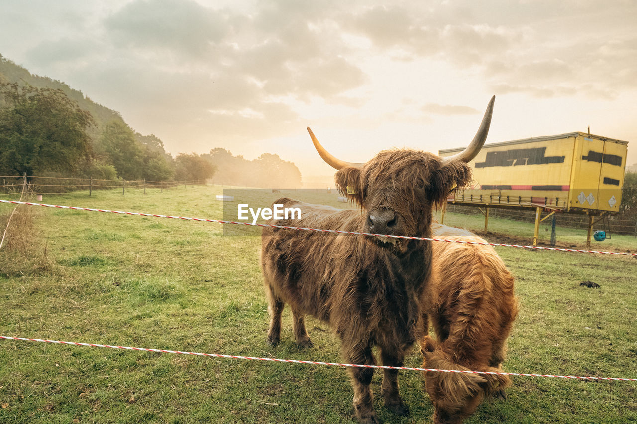 Highland cattles at sunrise in upper bavaria