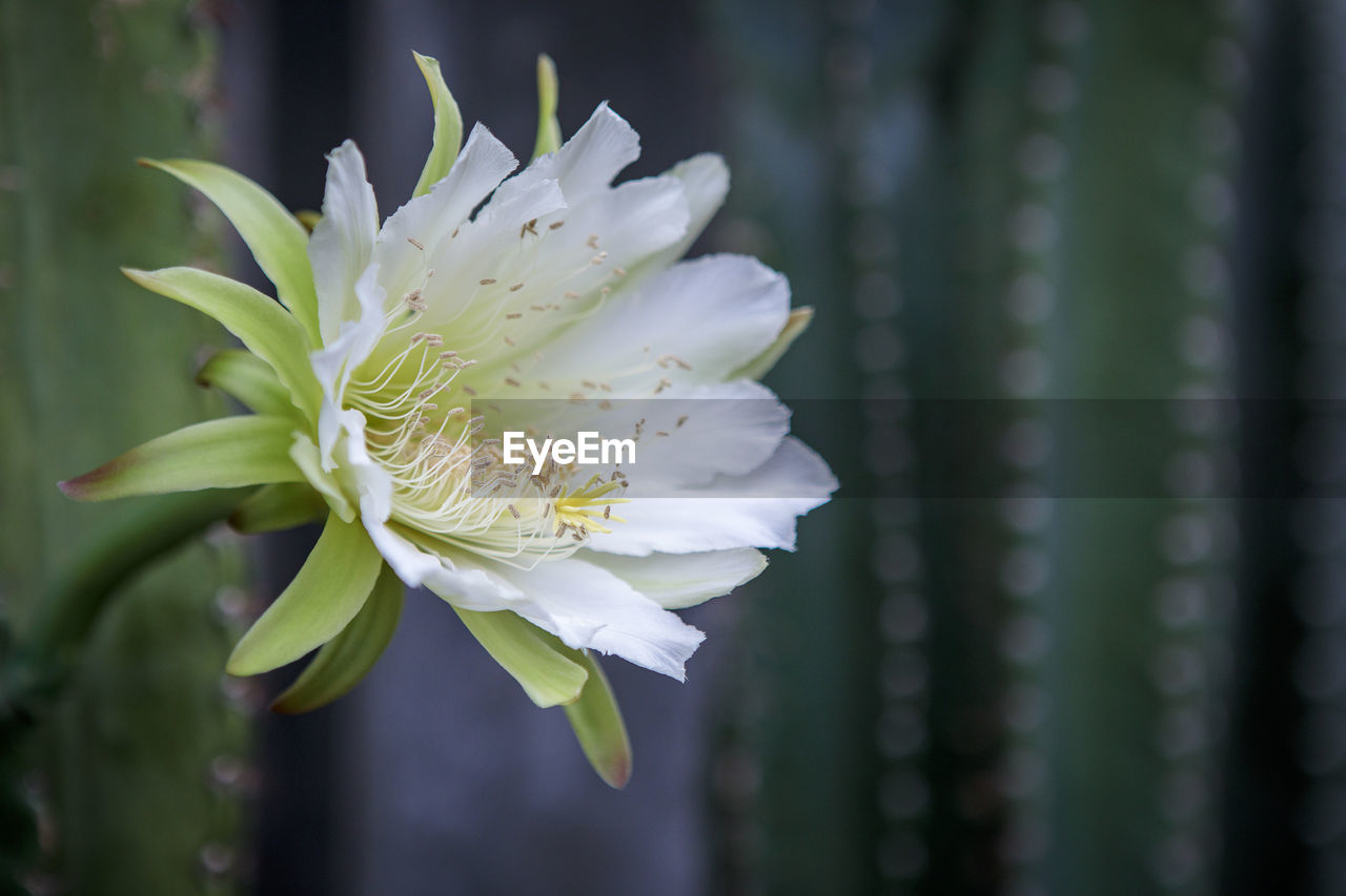 CLOSE-UP OF WHITE FLOWER