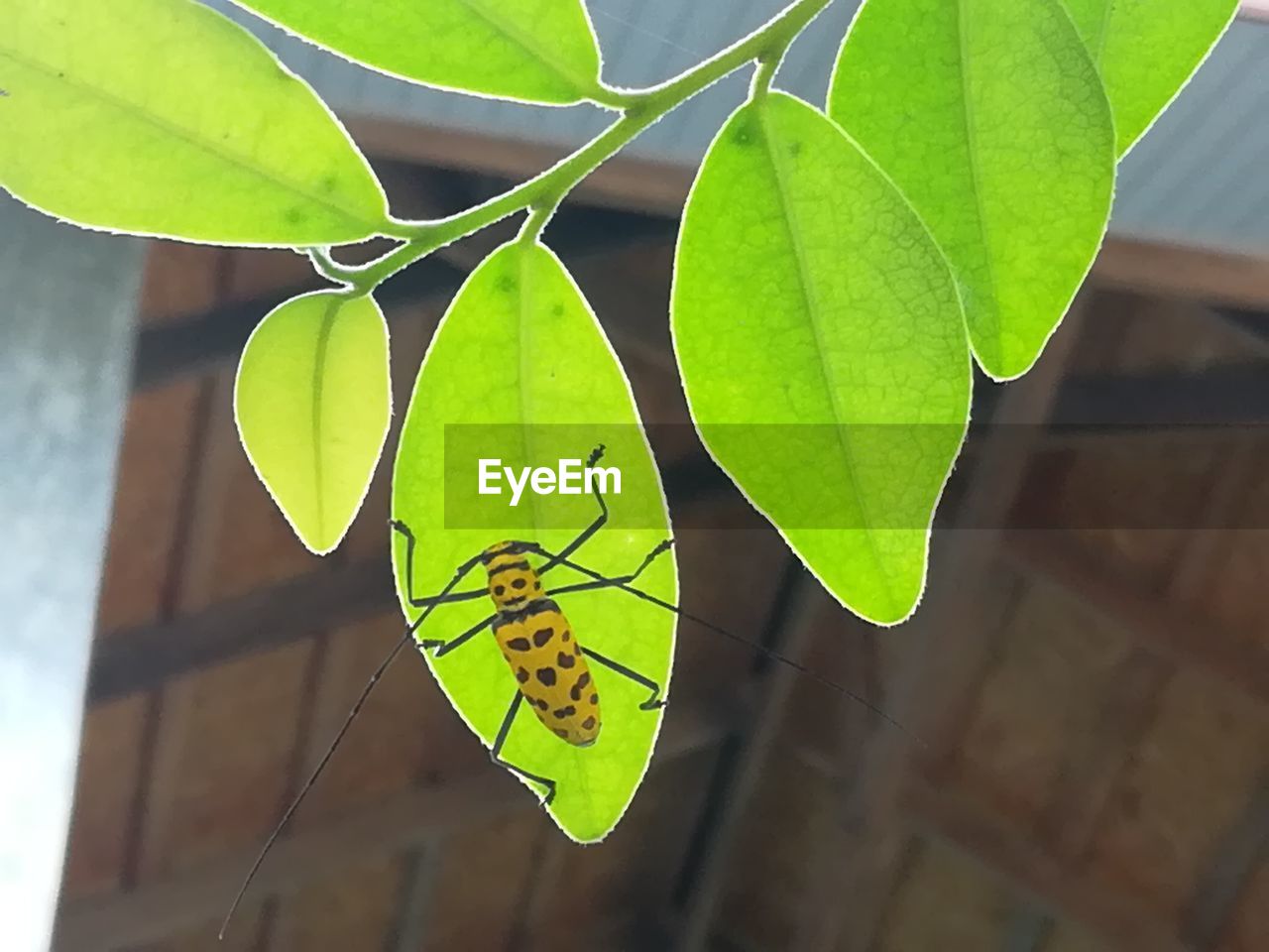 HIGH ANGLE VIEW OF BUTTERFLY ON PLANT