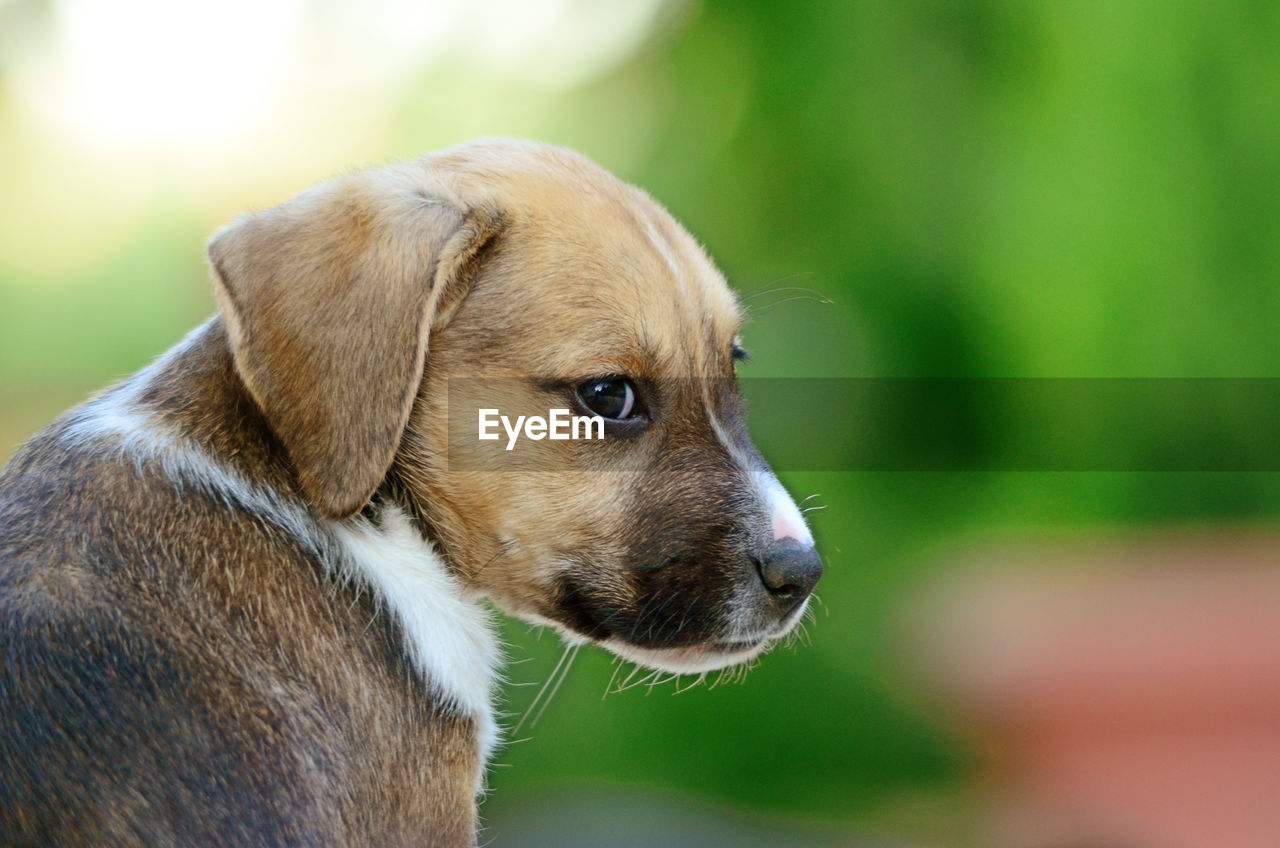 CLOSE-UP OF LABRADOR RETRIEVER