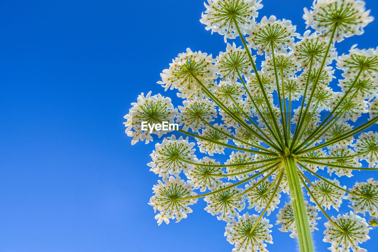 Low angle view of flower tree against clear blue sky