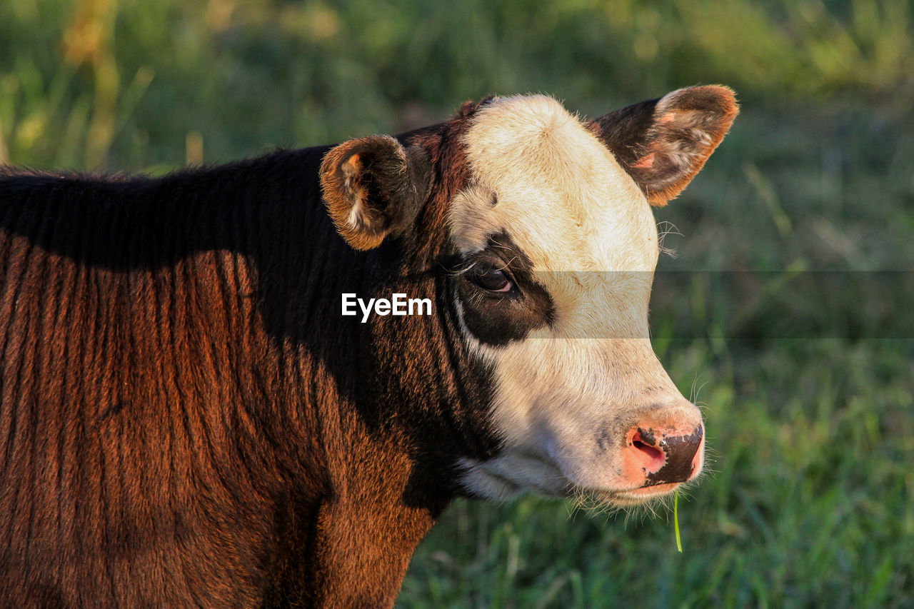 Close-up of cow on field