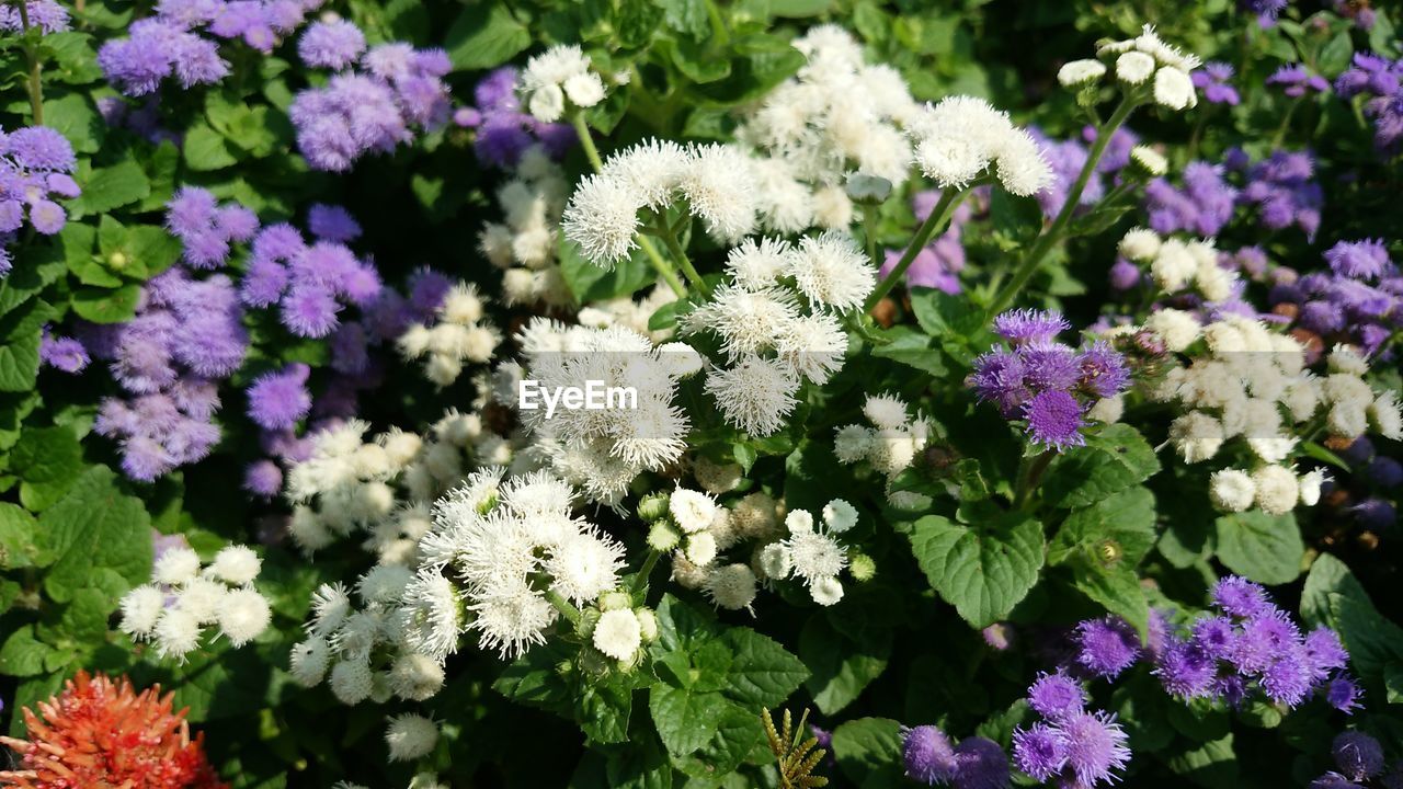 PURPLE FLOWERS BLOOMING OUTDOORS