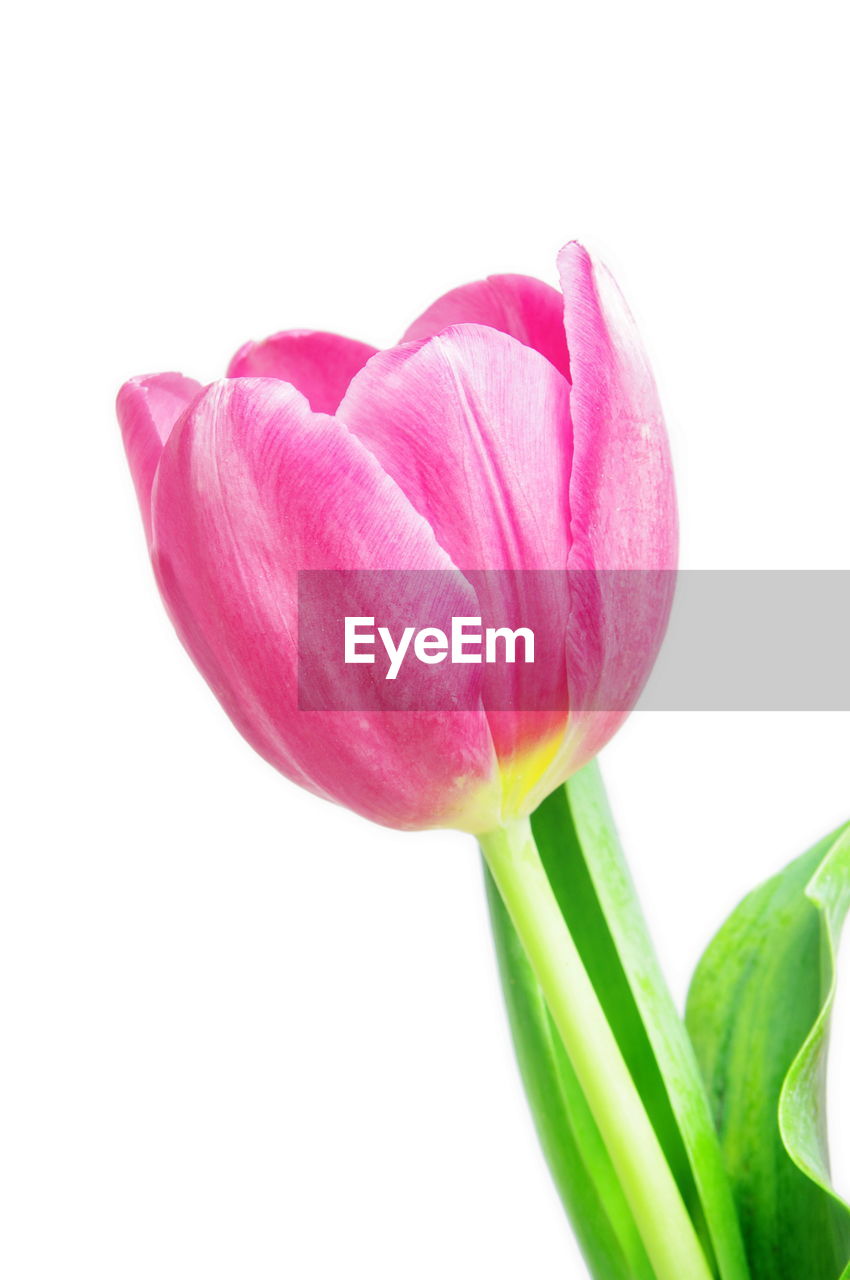 CLOSE-UP OF FRESH PINK FLOWER OVER WHITE BACKGROUND
