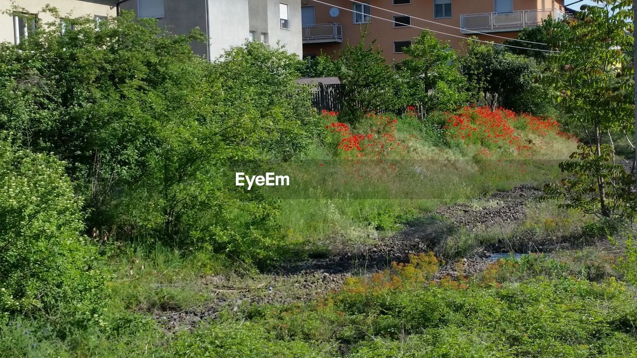 VIEW OF PLANTS