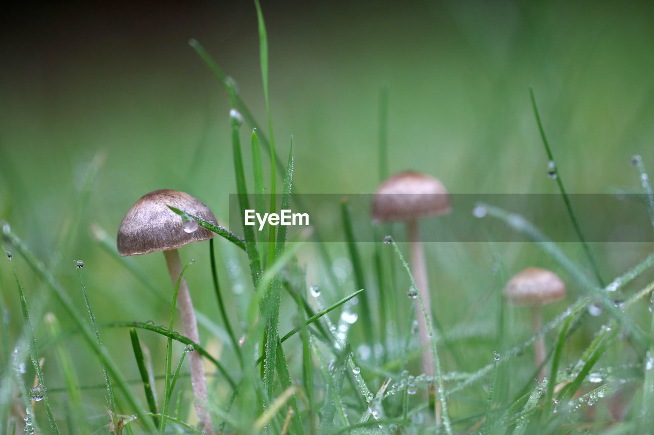 CLOSE-UP OF SNAIL ON WET GRASS IN FIELD