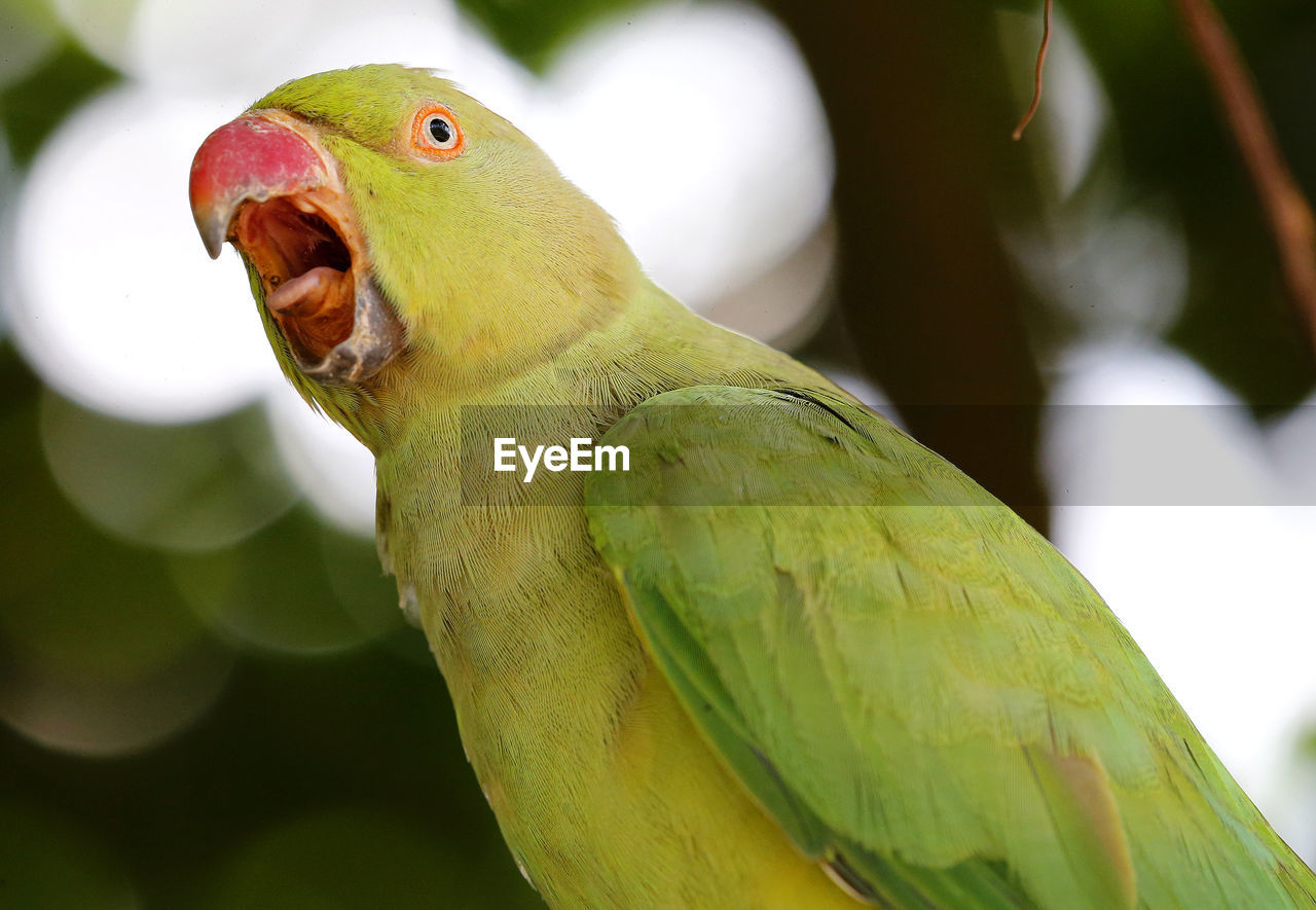 Close-up of parrot