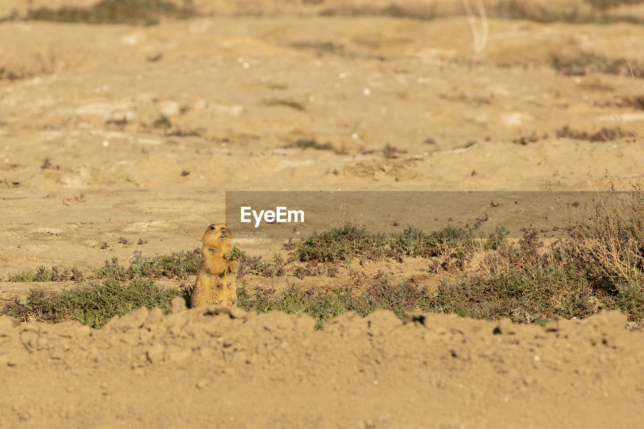 Speckled ground squirrel. spermophilus suslicus. wild animal in spring.